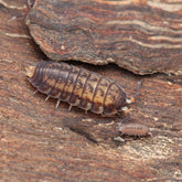 Nagurus cristatus “Key Largo”